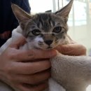 파랑새동물병원 이미지