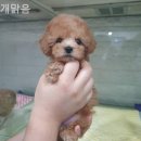 개맑음