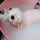 다온애견미용 이미지