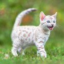 고양이 - 동해시 한섬로 128 | 고양이