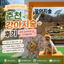 강원도장애인 생산품판매시설 | 춘천 강아지숲 도그페스타 2026 후기 | 국제 강아지의 날 다녀왔어요!