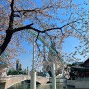 2023년 4월에는 무엇을 했나요...🌸🏝️⛴️꽃구경, 세부여행, 순천-여수 여행 등등등...