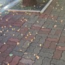 비로소 가을 이미지