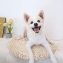 보듬펫살롱 이미지