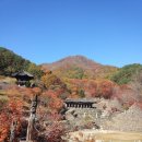 삼성당 Daum카페