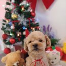 땡큐멍냥 이미지