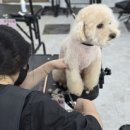 당진애견미용학원