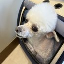 애견미용 | 광주 푸들미용잘하는데 첨단애견미용 후기