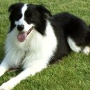 영국목장 이미지