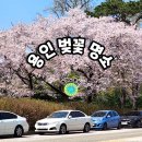 동부근린공원 | 용인 벚꽃 명소 24곳-용인 실시간 벚꽃 개화 현황