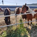 풍월농장 이미지