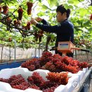 산내농협하나로마트 이미지