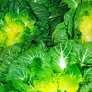 경화축산 이미지