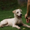 엘동물병원 이미지