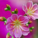 아름다운 꿈 이미지