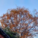 심학초등학교 | [파주명소] 가을 끝자락을 잡으러 파주 심학산 약천사 산책 나들이(feat. 13미터 부처님)