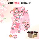 꽃샘과학어린이집 | 2019 벚꽃 개화시기 우리집엔 봄맞이 네이처 체리블라썸 브라운 아기물티슈