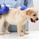 미사숲동물의료센터 이미지