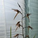 제주의 한란 이미지