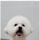 멍멍살롱 이미지