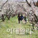 땅끝매실농장