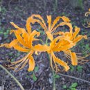 진노랑 상사화 씨앗 (3차나눔) 이미지