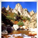 숲속의 오케스트라 이미지