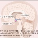 인체 - 리듬 이미지