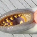 칠성장어 이미지