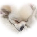 멍멍야옹 이미지