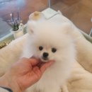 아담스펫 강아지분양 고양이분양 창원점 이미지