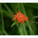 들꽃목장 이미지