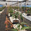 에이플농장 이미지