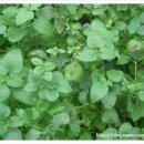 허브내음 이미지