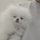 댕댕프렌즈