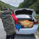 군부대 야산까지 털렸다… 동물구조협회가 ‘밤’ 단속하는 이유? 이미지