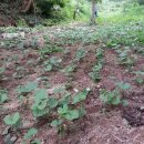 시래기코다리찜 이미지