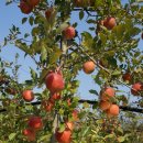 귀천농장 이미지