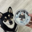 도그랑땡 | 능곡동 장곡동 강아지 생일 케이크 도그랑땡 내돈내산