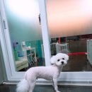 다정하개 이미지