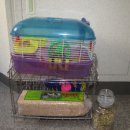 스프링 햄스터 이미지