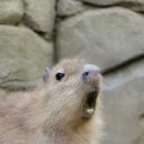 카맨 Daum카페