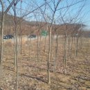 느티나무2농장 이미지