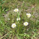 민들레약국 이미지