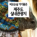 정안호스텔 | 비오는 날 가기 좋은 제주도 실내 관광지
