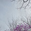 진달래꽃 산행 이미지