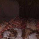 몽카롱 애견미용 이미지