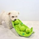 멍해묘해 이미지