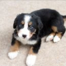 천안모아동물병원 이미지