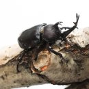 은인농장 이미지